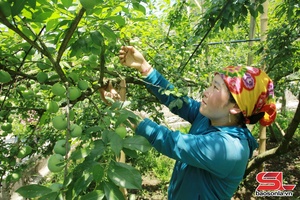 'Mận trái vụ Mộc Châu