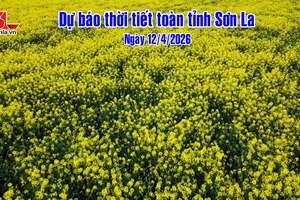 'DỰ BÁO THỜI TIẾT TOÀN TỈNH SƠN LA NGÀY 12/04/2026