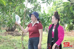 Bao xoài phục vụ xuất khẩu