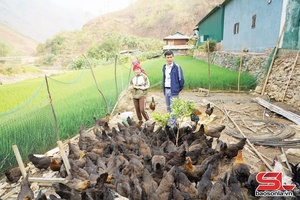 Mô hình nuôi gà đen ở Long Hẹ