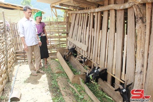 'Triển vọng từ nuôi dê ở xã biên giới