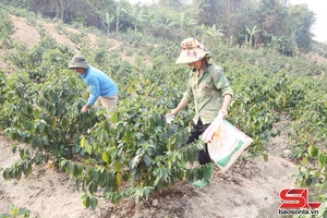 “Đòn bẩy” để Púng Bánh giảm một nửa số hộ nghèo