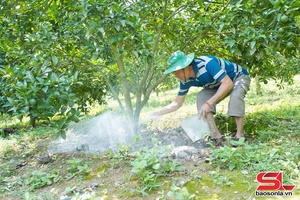 Nâng cao chất lượng trái cây trước mùa thu hoạch