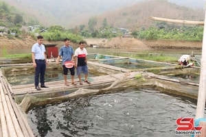 'Tường Hạ duy trì nghề nuôi cá lồng