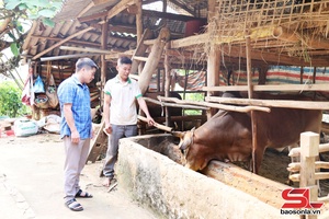 Chiềng La mở rộng chăn nuôi gia súc