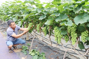'Điểm sáng nông nghiệp trên cao nguyên Nà Sản