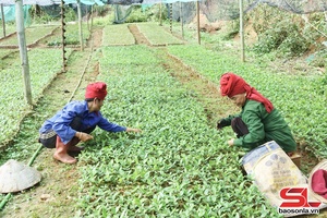'Thúc đẩy hoạt động hợp tác xã và liên kết sản xuất