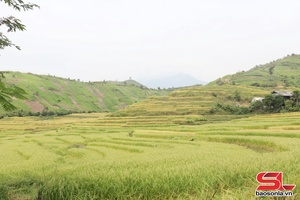 Hứa hẹn vụ mùa bội thu           