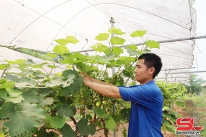 'Tuổi trẻ Mường Giôn năng động phát triển kinh tế