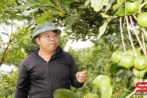 'Triển vọng cây mắc ca ở vùng cao Kim Bon
