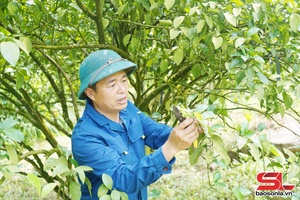 'Hỗ trợ các HTX do nông dân làm chủ hoạt động hiệu quả