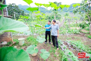 Mô hình HTX liên kết sản xuất và bao tiêu sản phẩm