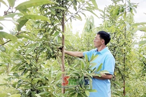 Nông dân người Dao sản xuất, kinh doanh giỏi