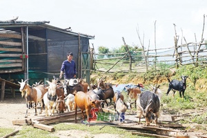 Thanh niên dân tộc Mông làm kinh tế giỏi