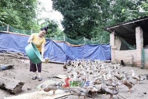 Mường Khiêng khôi phục mô hình nuôi vịt bản địa
