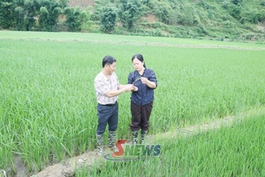 'Chăm sóc lúa vụ mùa giai đoạn đẻ nhánh