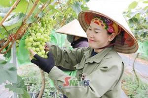 'Cây trồng mới trên đất Thảo Nguyên