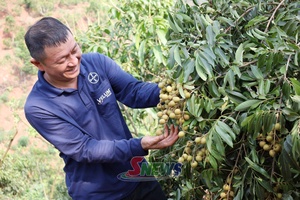 'Mường Bú vào mùa thu hoạch nhãn