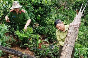 Đẩy mạnh quản lý, bảo vệ rừng