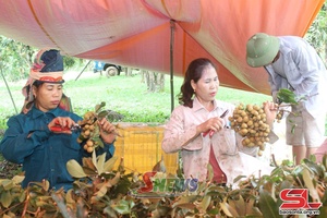 'Xoài nhãn lên đồi