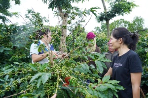 Phòng, chống sâu bệnh cho cây cà phê