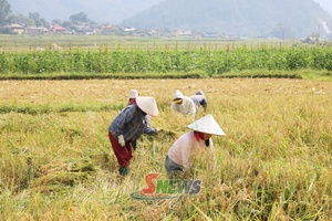 'Dẻo thơm nếp tan Ngọc Chiến