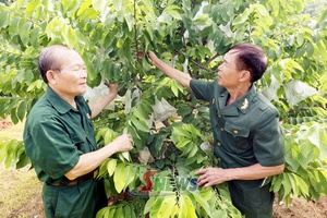 'Cựu chiến binh chung sức phát triển kinh tế