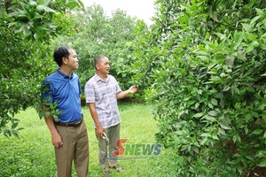 'Đánh thức tiềm năng từ “vùng cam xanh” đến du lịch Suối Chiếu