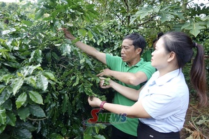 'Chiềng An sản xuất cà phê bền vững
