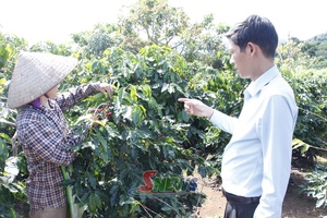'Chiềng Cơi xây dựng vùng cà phê bền vững
