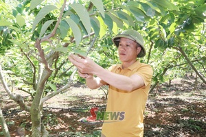 'Đổi mới tư duy sản xuất ở các hợp tác xã nông nghiệp