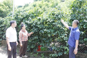 'Chiềng Cơi nâng cao giá trị cây cà phê