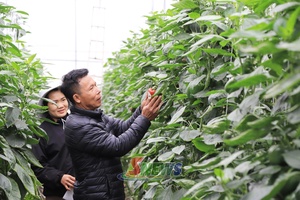 'Đổi mới sáng tạo trong nông nghiệp, chế biến và truy xuất nguồn gốc