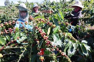 'Chiềng La mùa cà phê chín đỏ