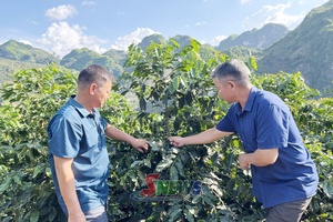 'Mô hình liên kết sản xuất cà phê bền vững