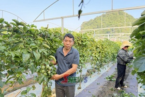 'Chiềng Mung khơi dậy tiềm năng vùng cao nguyên