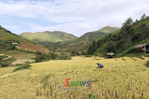 'Xím Vàng mùa lúa chín