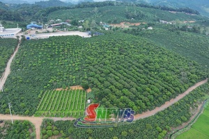 'Để Arabica Sơn La vươn tầm thế giới