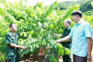 'Vai trò dẫn dắt xây dựng hợp tác xã kiểu mới