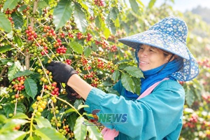 'Mường Chanh vào vụ cà phê