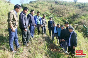 Sơ kết mô hình trồng, chăm sóc cây lê tại xã Ngọc Chiến