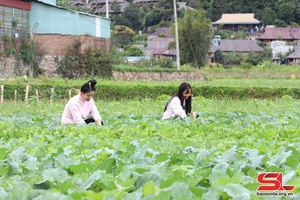 Thuận Châu tập trung chăm sóc cây vụ đông