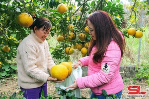 Bưởi Tết