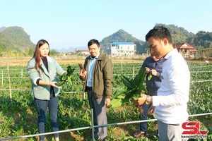 Nhân rộng mô hình trồng rau chân vịt ở Thuận Châu