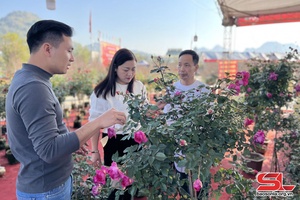 Nhộn nhịp chợ hoa, cây cảnh phục vụ Tết Quý Mão 2023