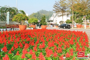 Diện mạo đô thị sáng, xanh, sạch đẹp đón chào xuân mới 