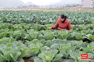 Bảo đảm nguồn rau xanh phục vụ Tết Nguyên đán
