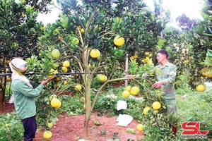 Yên Châu bốn mùa trái ngọt