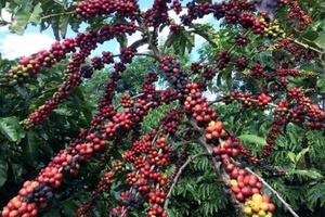 Ngành cà-phê nâng cao năng lực cạnh tranh
