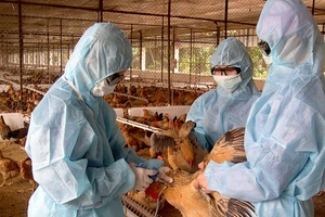 Thúc đẩy chăn nuôi từ góc độ khoa học và công nghệ
